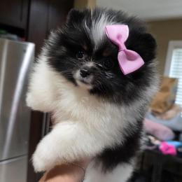 Cruella - Tri-colored female Pomeranian puppy in Santa Ana, California from Legacy Pomeranian of Orange County