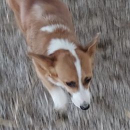 Jewel - Pembroke Welsh Corgi