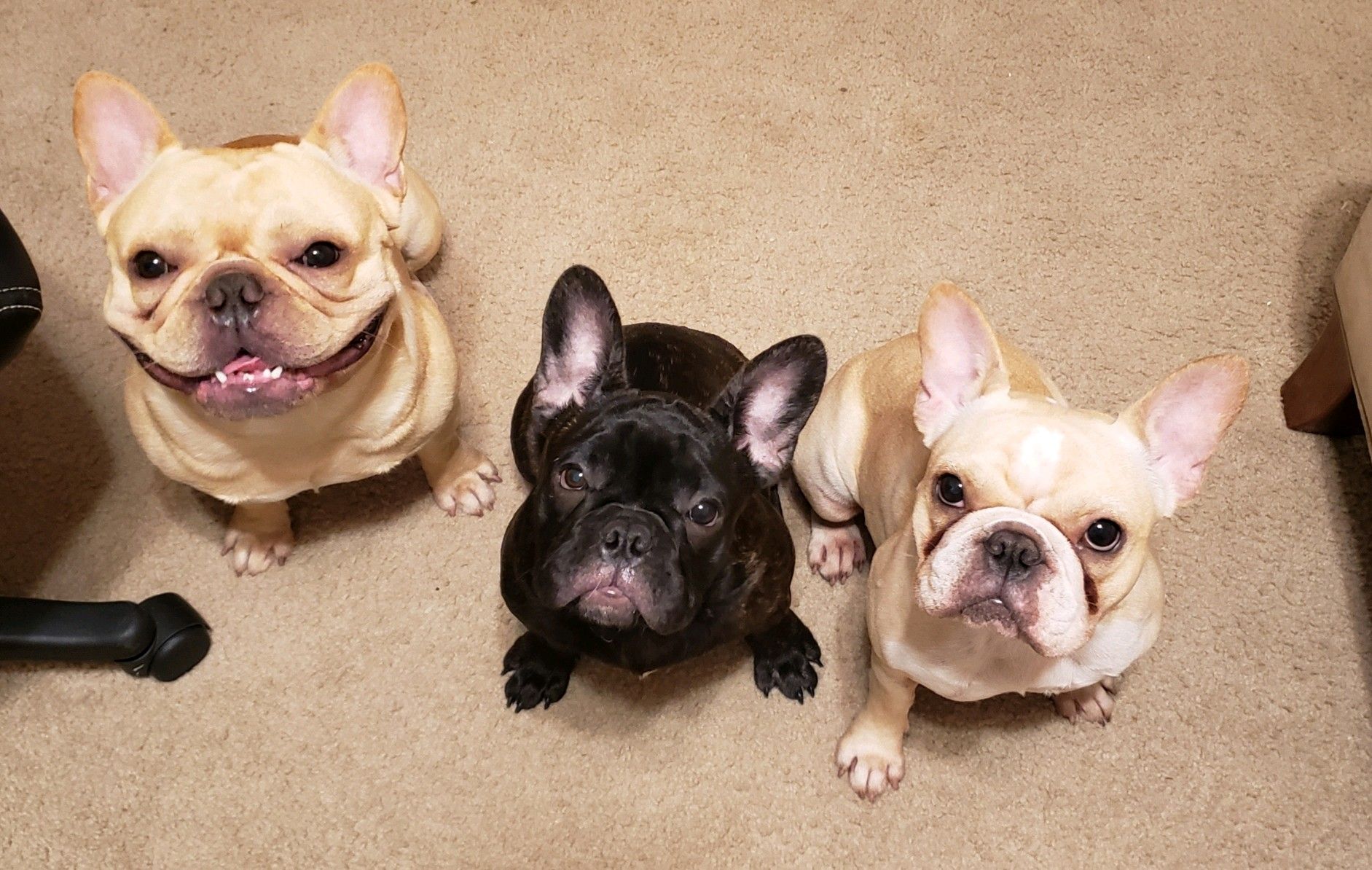 Top of the Line Frenchies in Florida French Bulldog puppies Good Dog