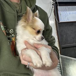 Sammy - Sable spotted white male Chihuahua puppy in Palmyra, Indiana from Country Star Chihuahuas