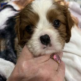 Rothschild - Blenheim male Cavalier King Charles Spaniel puppy in North Bay Village, Florida from Cynthia's Cavaliers