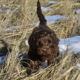 Australian Labradoodle Puppies from Rocky Mountain Labradoodles