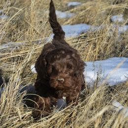 Australian Labradoodle Puppies from Rocky Mountain Labradoodles