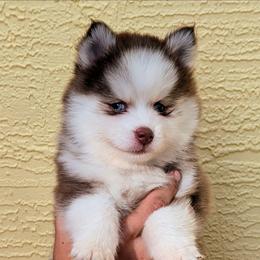 Pixie-2200 - Red and white female Pomsky puppy in Spring Hill, Florida from www.PuppyTimeEmporium.com