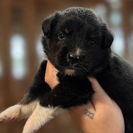 Onyx AKC - Black tri-color female Australian Shepherd puppy in Polk City, Florida from Skaky Shepherds