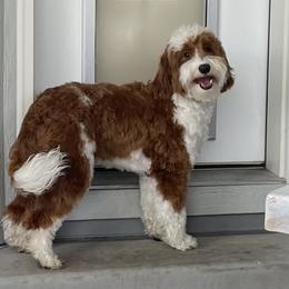 Herbie - Goldendoodle