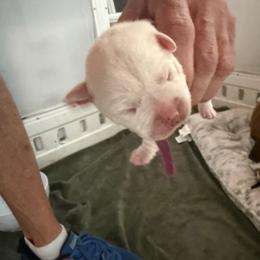 Dolly - White and red female Staffordshire Bull Terrier puppy in Port Saint Lucie, Florida from Southern Staffies