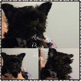 Girl 2 - Black and tan Yorkshire Terrier puppy in Wartburg, Tennessee from Amanda's Precious Pups