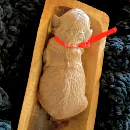 Red collar - Red  female Goldendoodle puppy in Covington, Louisiana from MyKy Puppies