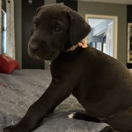 Great Dane Puppies from Florida Danes