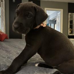 Great Dane Puppies from Florida Danes