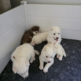 Siberian Husky Puppies from House Callihan-Walker Kennel