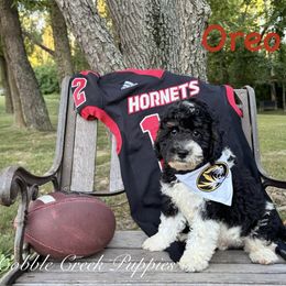 Oreo - Black and white male Bernedoodle puppy in Heyworth, Illinois from Cobble Creek Puppies