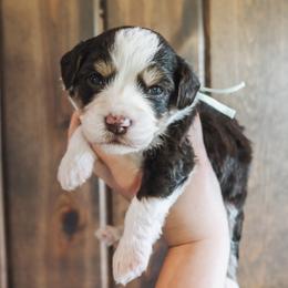Golden Mountain Doodle puppies from Tilley's Southern Doodles