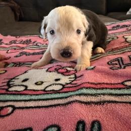 Rose - Black and white female Old English Sheepdog puppy in Acton, California from Fab OES