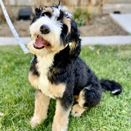Steel - Bernedoodle