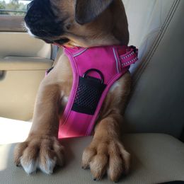 Boxer Puppies from SmashBox Kennel