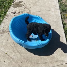 Poodle Puppies from Turkhaven