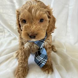 Zeb - Golden male Cockapoo puppy in Adrian, Oregon from ApplebyFarm