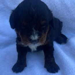 Boy 2 - Tri-color male Bernedoodle puppy in Los Angeles, California from Bernied00dle Love