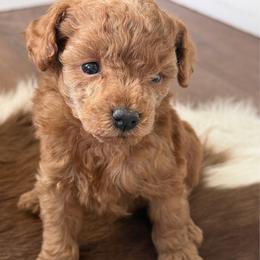 Leif - Red  male Poodle puppy in Kidder, South Dakota from Continental Cavaliers