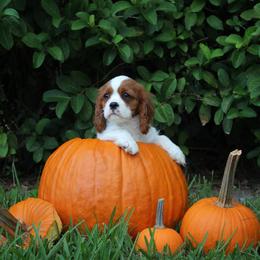 Cavalier King Charles Spaniel Puppies from Ohana Cavaliers