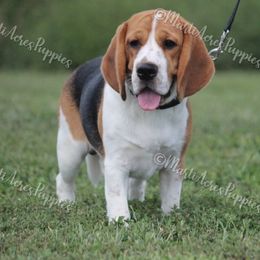 Beagle puppies from Marti Acres ~ Boston Terrier & Beagles