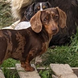 Zoey - Dachshund