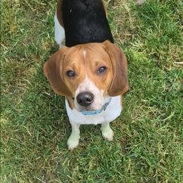 Baxter - Beagle