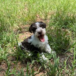 Lillian - Parti female Miniature Schnauzer puppy in Clover, South Carolina from Bobo’s Babies Kennels