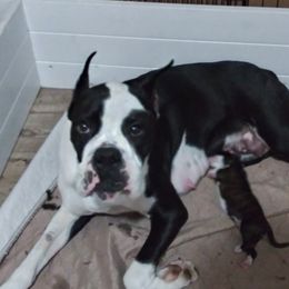 Athena - Boxer