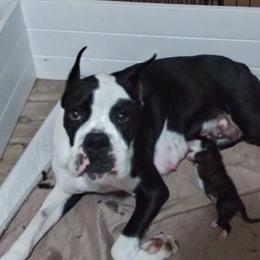 Athena - Boxer