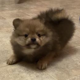 Tiny red sable - Red sable female Pomeranian puppy in Kelso, Washington from Highlander Pomeranians