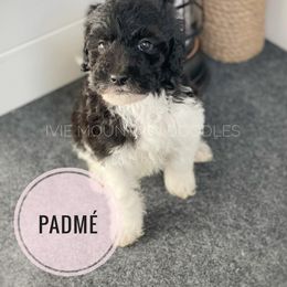 Goldendoodle Puppies from Ivie Mountain Doodles