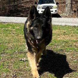 Ripples - German Shepherd