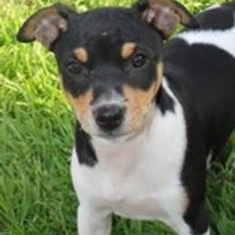 Boston Blackie - White black and tan male Rat Terrier puppy in Mariposa, California from Usona Rat Terriers