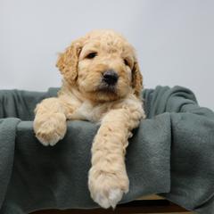 Goldendoodle Puppies from The Doodle Project