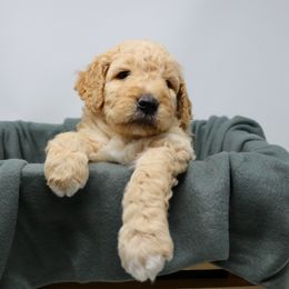 Goldendoodle Puppies from The Doodle Project