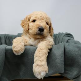 Goldendoodle Puppies from The Doodle Project