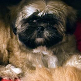 Shih Tzu Puppies from Shih-tzu Dynasty