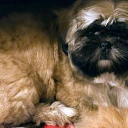 Shih Tzu Puppies from Shih-tzu Dynasty