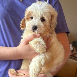 Georgia - Blenheim female Cavapoo puppy in Arabi, Georgia from Huckadoodle Farm