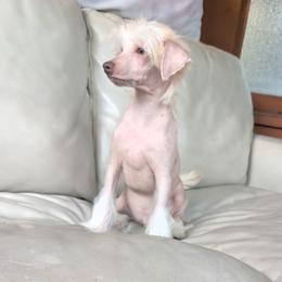 DaoDog Polar Bear - White and chocolate male Chinese Crested puppy in Highland Park, Michigan from Family Kennel Dao Dog
