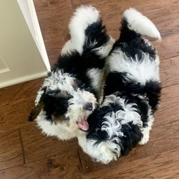 Bernedoodle Puppies from Hilary’s Doodle Ranch