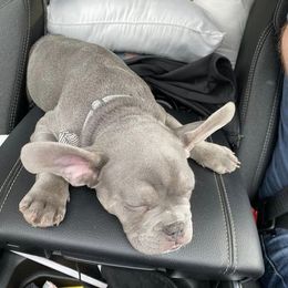 French Bulldog Puppies from Farm Fresh Frenchies