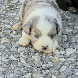 Mackie - Dilute blue female Australian Shepherd puppy in Leonard, Texas from Tin Roof Aussies