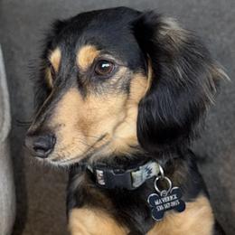 Mav - Dachshund