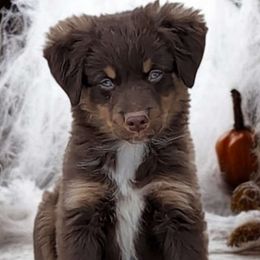 Ravioli - Toy Australian Shepherd