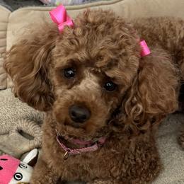 Rosie - Poodle