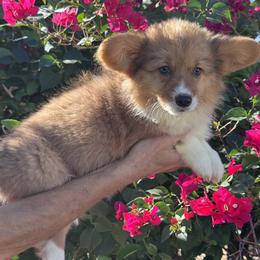 Doll 2 fluffy - Fawn female Pembroke Welsh Corgi puppy in Huntington Beach, California from Gingerbread